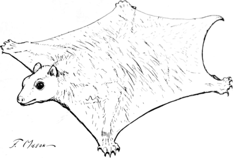 Flying Squirrel Coloring Page